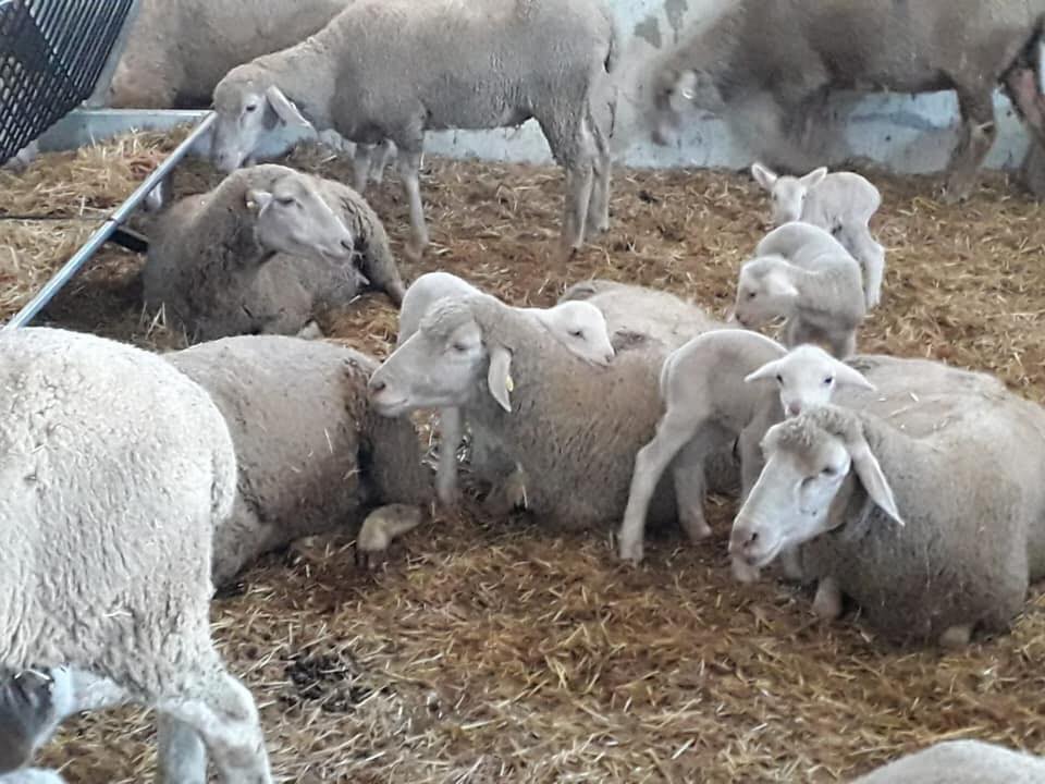 İle De France Koyunu Ecrin Damızlık Koyun Çiftliği