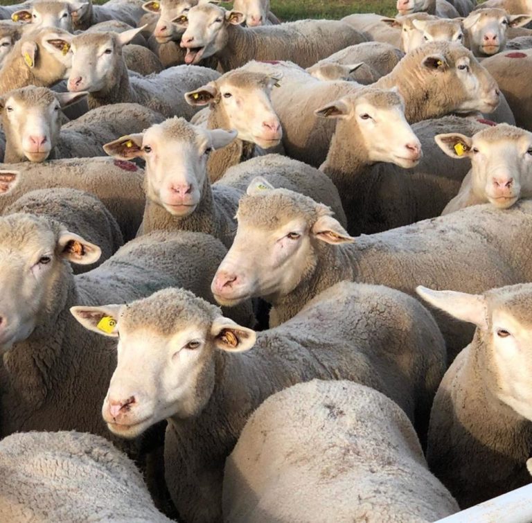 İle De France Koyunu Ecrin Damızlık Koyun Çiftliği