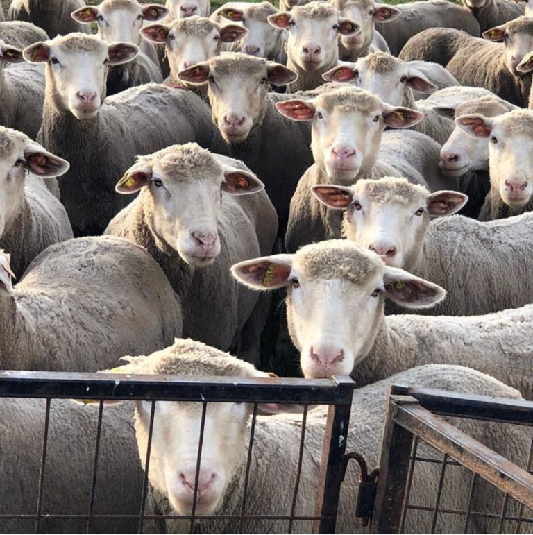 İle De France Koyunu Ecrin Damızlık Koyun Çiftliği